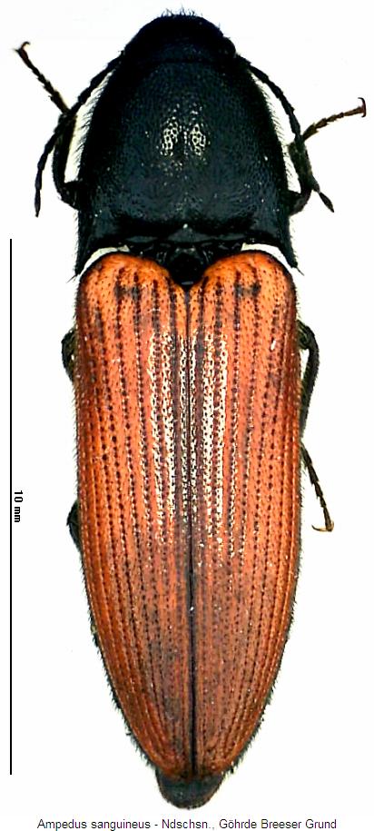 ampedus_sanguineus_hab.jpg
