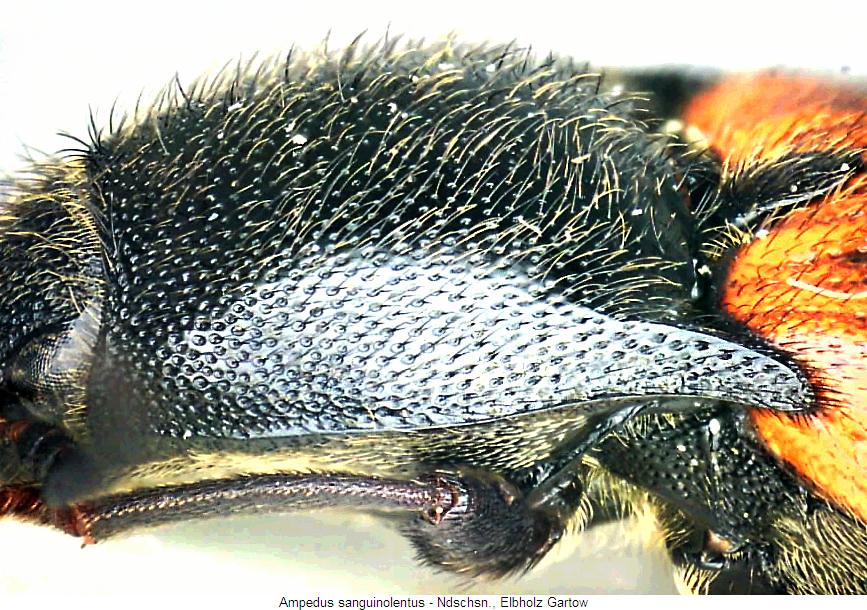 ampedus_sanguinolentus_hsch.jpg