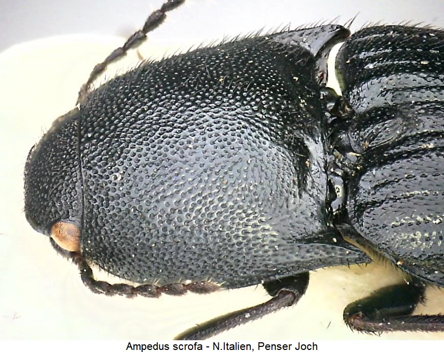 ampedus_scrofa_vk.jpg