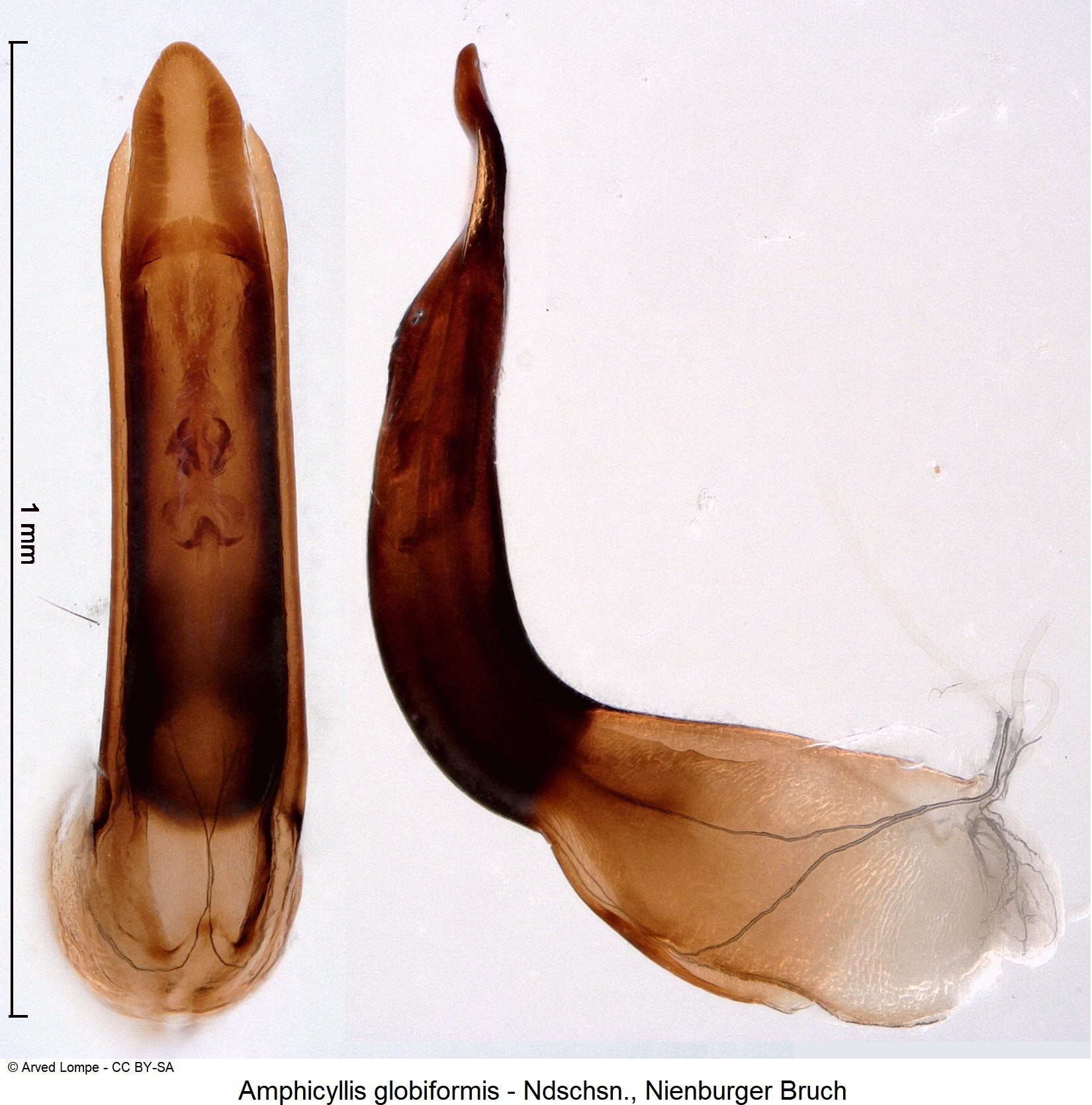 amphicyllis_globiformis_ck35551349-1.jpg