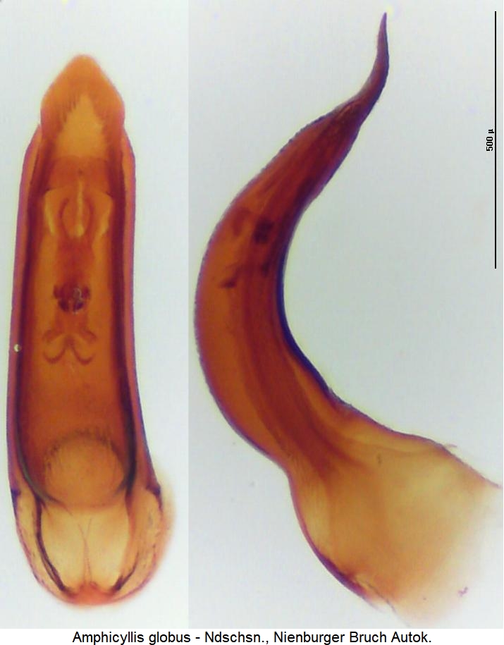 amphicyllis_globus.jpg