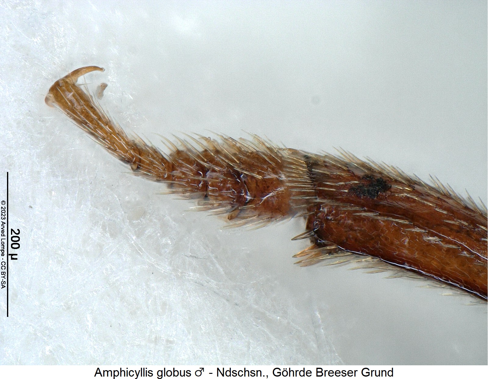 amphicyllis_globus_m_vtrjpg.jpg
