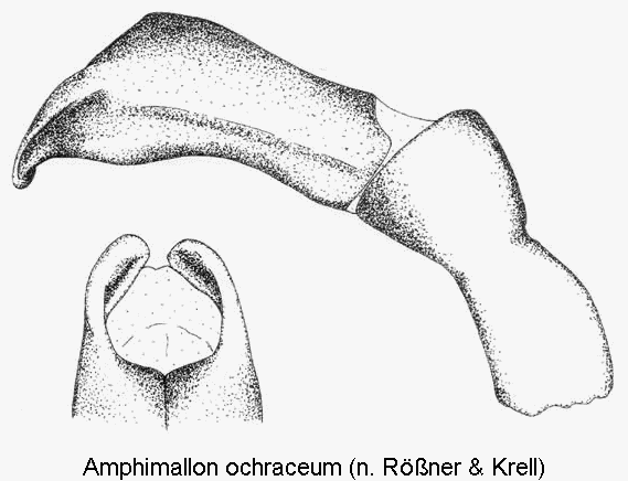 amphimallon_ochraceum.gif
