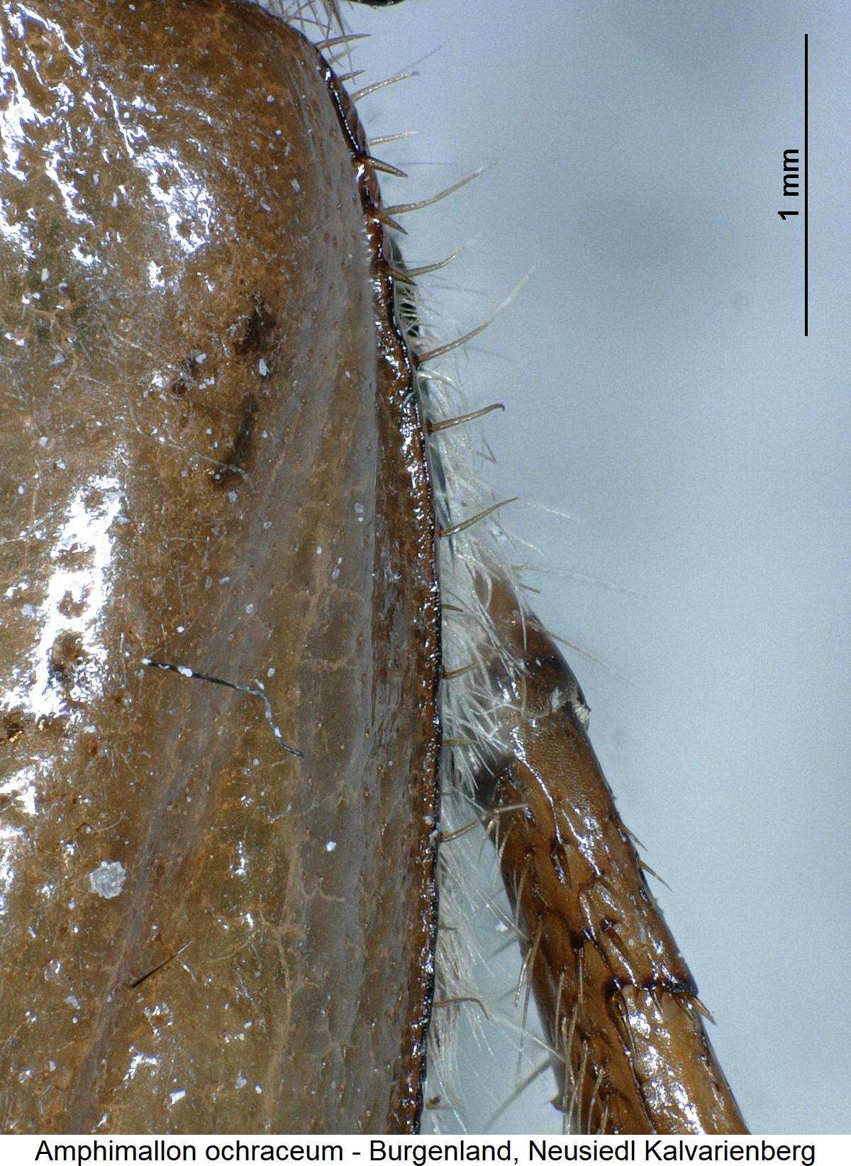 amphimallon_ochraceum_hum.jpg