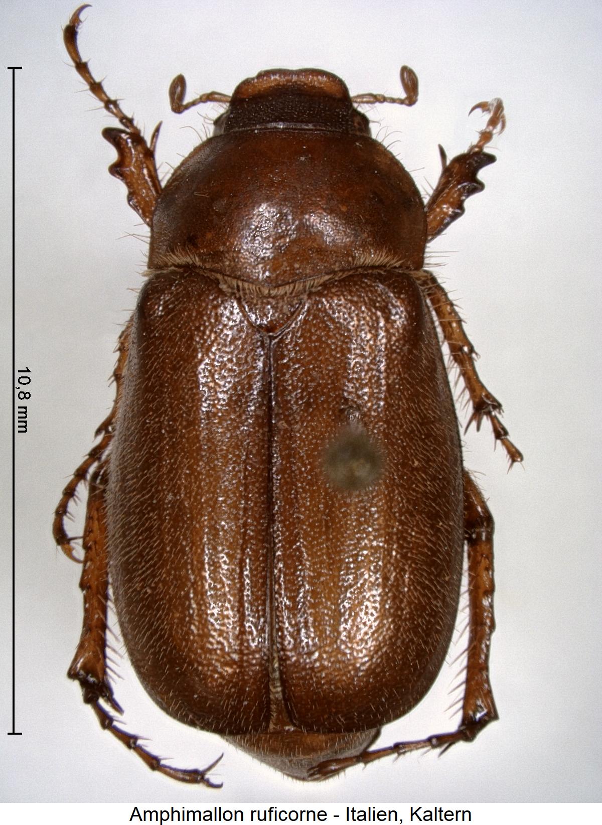 amphimallon_ruficorne_hab.jpg