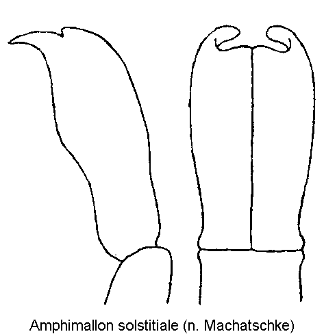 amphimallon_solstitiale.gif