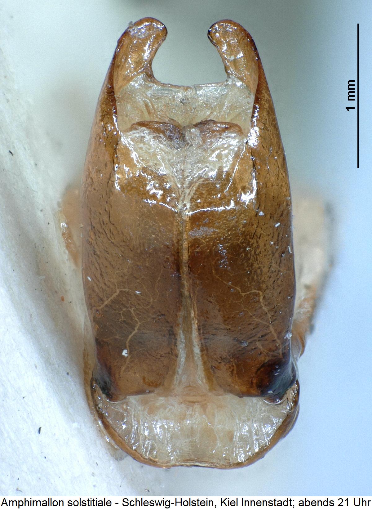 amphimallon_solstitiale1.jpg