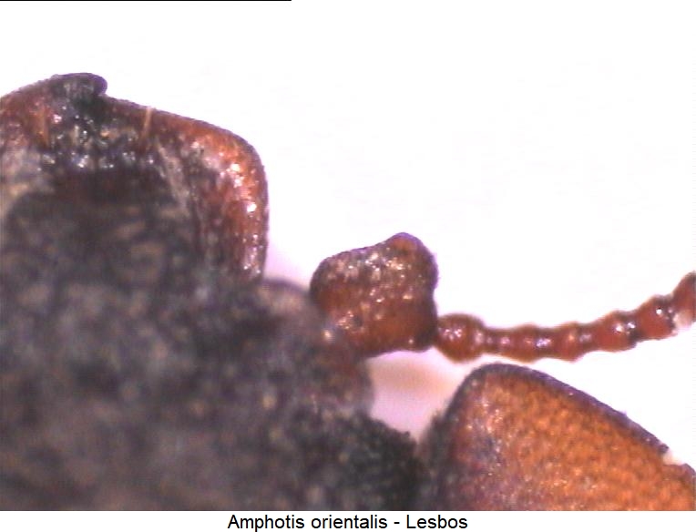 amphotis_orientalis_fb.jpg