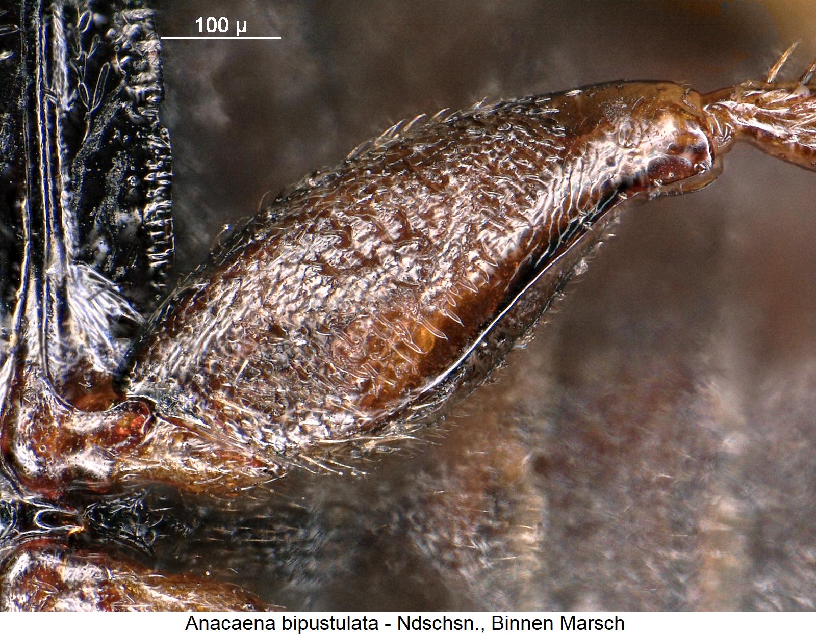 anacaena_bipustulata_hschl.jpg