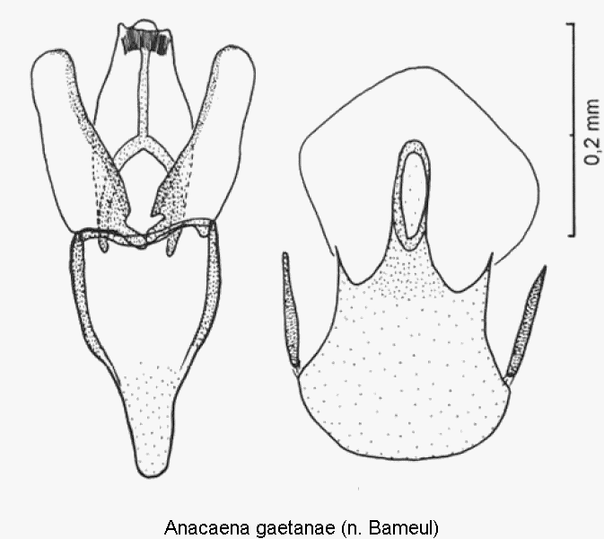anacaena_gaetanae.gif