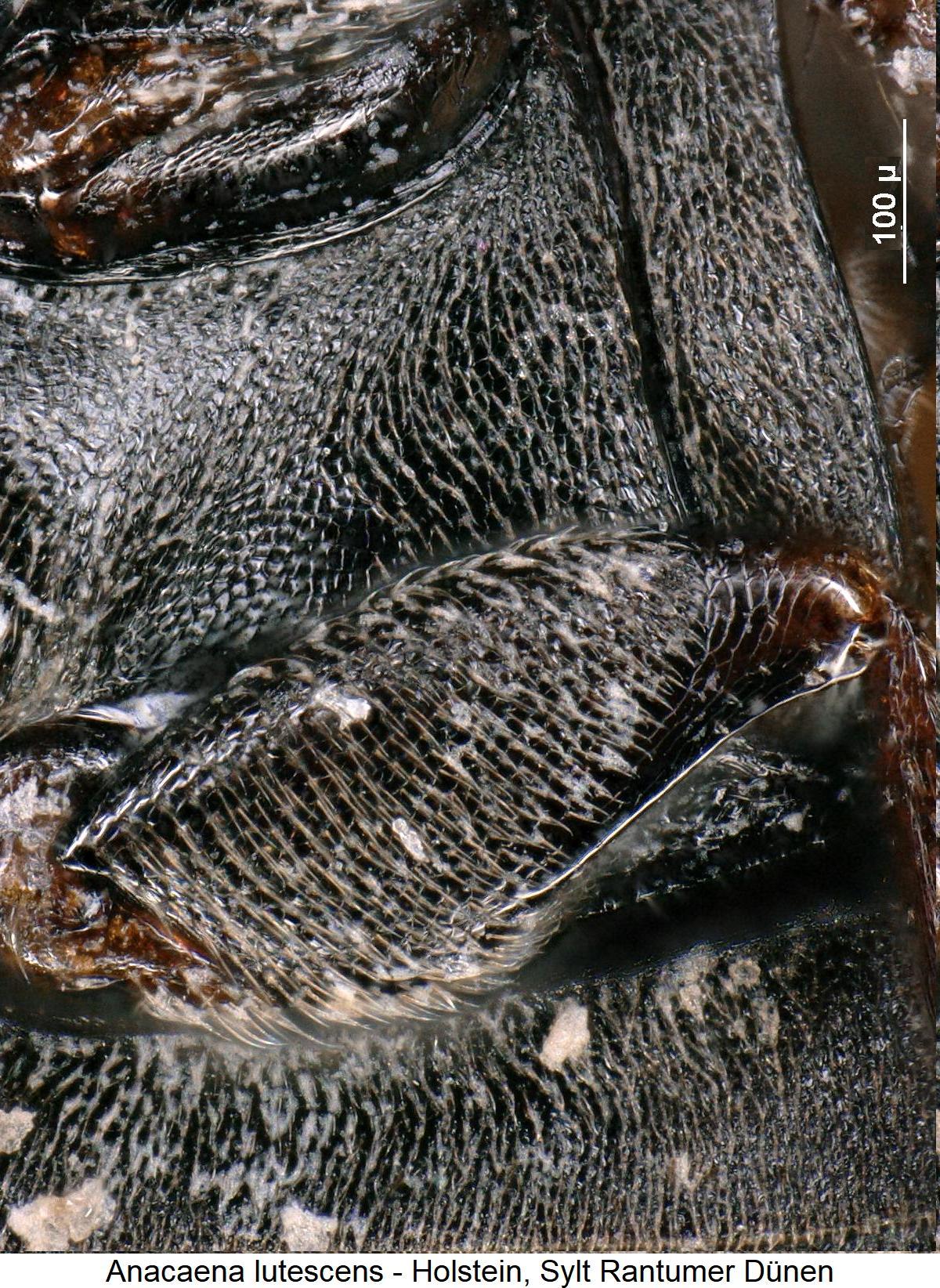 anacaena_lutescens_hschl.jpg