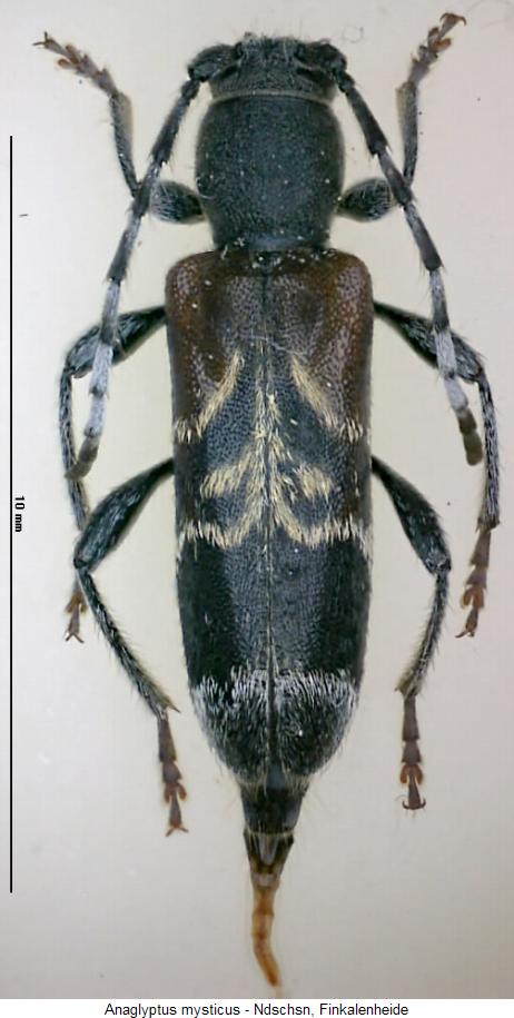 anaglyptus_mysticus_hab.jpg