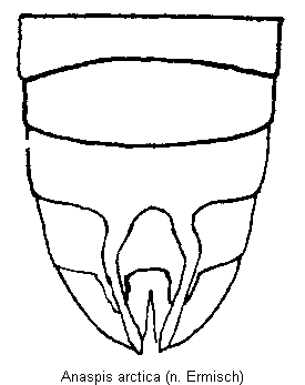 anaspis_arctica_hlb.gif