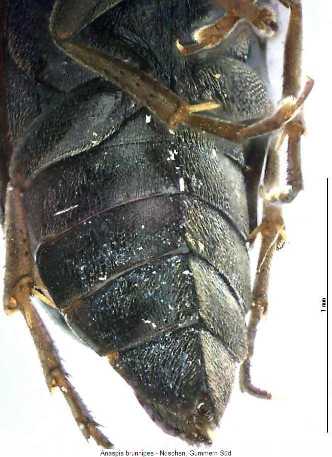 anaspis_brunnipes_us.jpg