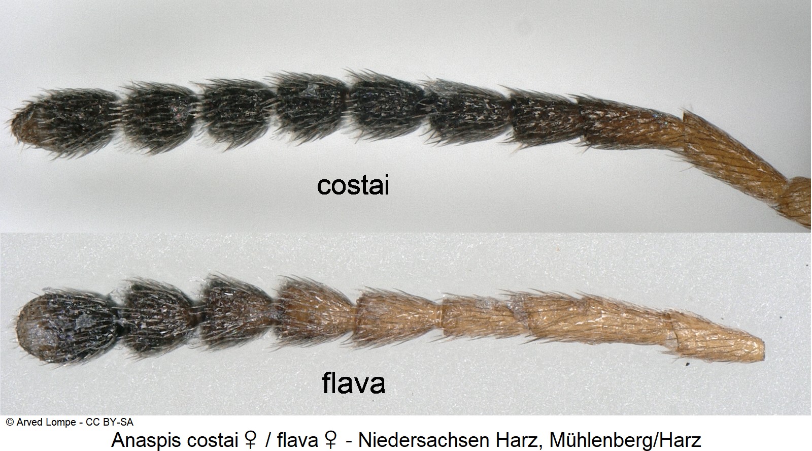 anaspis_costai_w_ck37049399_f_vgl.jpg
