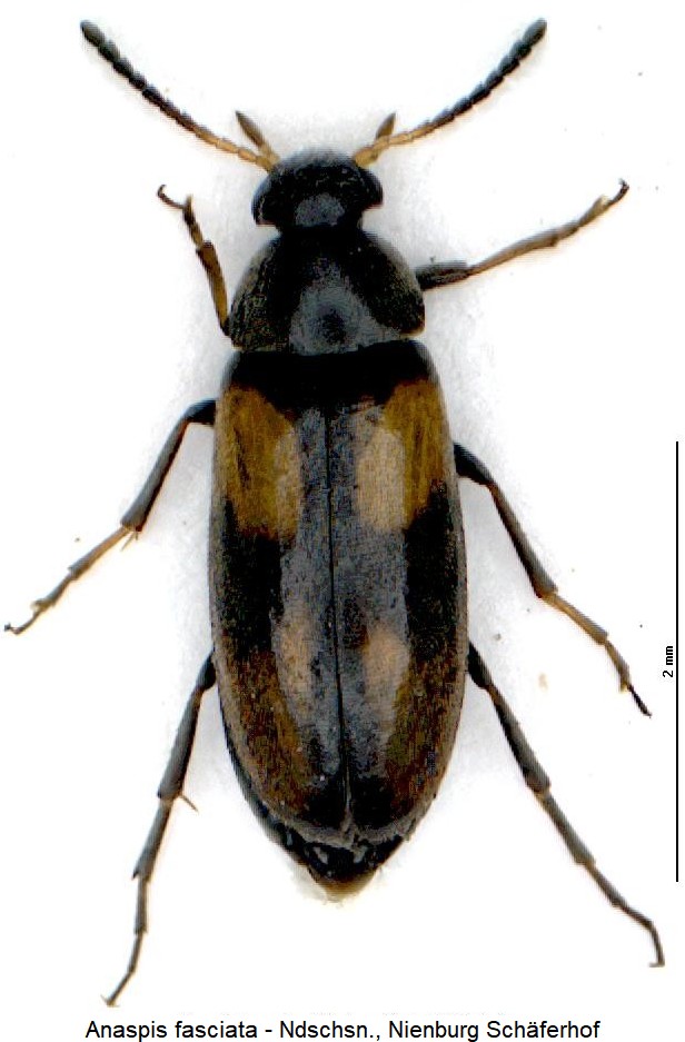 anaspis_fasciata_hab.jpg