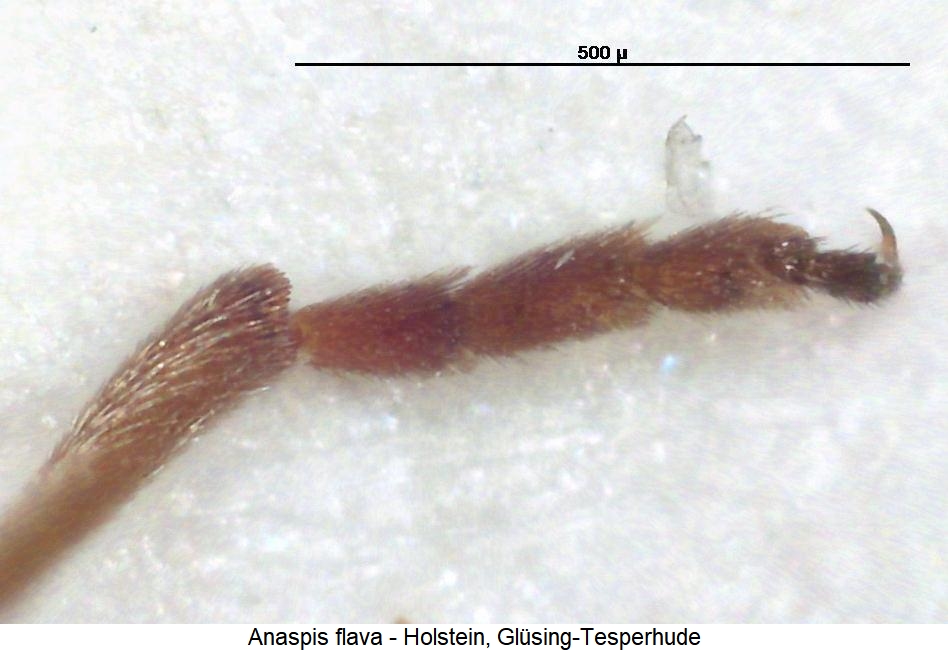 anaspis_flava_vtr.jpg