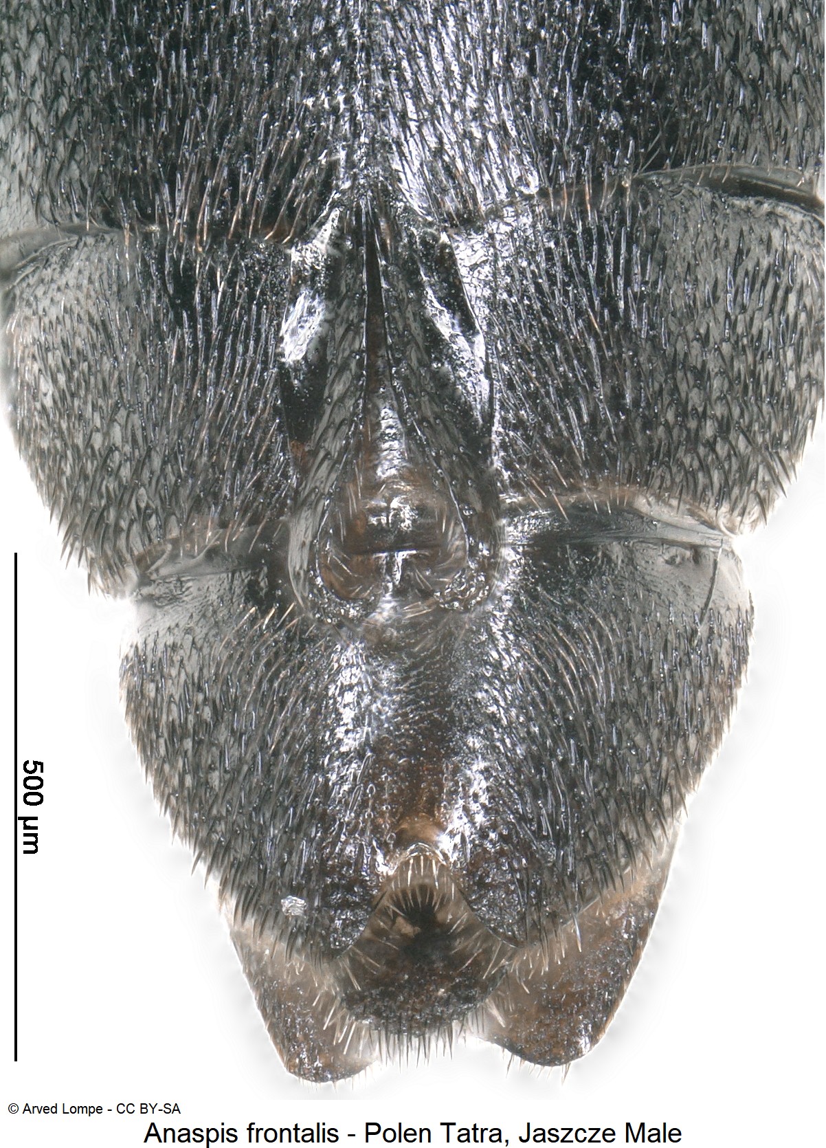 anaspis_frontalis_ck33187581_ster.jpg