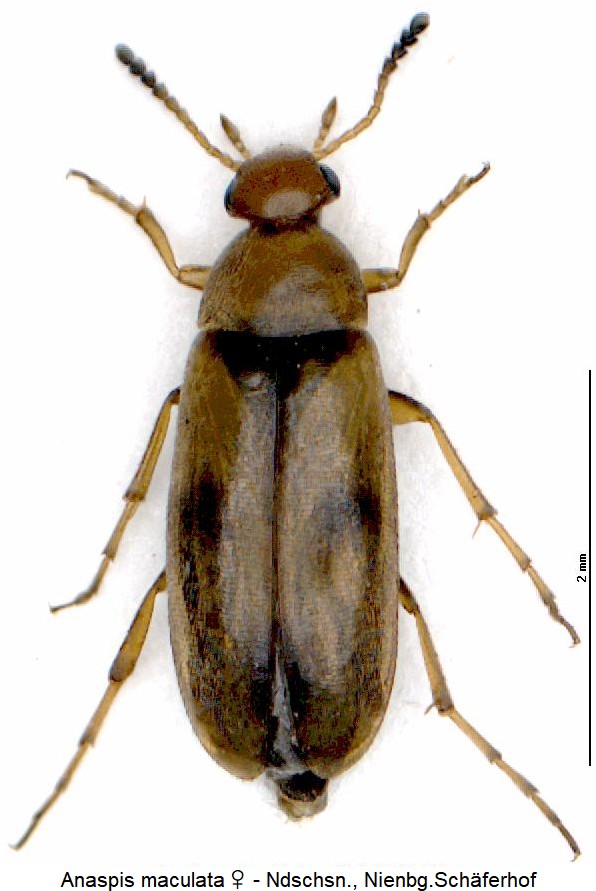 anaspis_maculata_hab.jpg