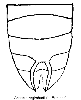 anaspis_regimbarti_hlb.gif