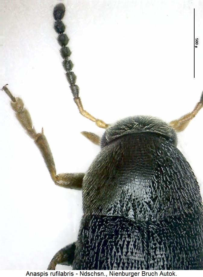 anaspis_rufilabris_vk.jpg