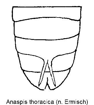 anaspis_thoracica_abd.gif