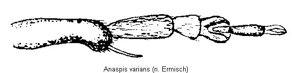 anaspis_varians_vb.gif