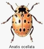 anatis_ocellata_hab.gif