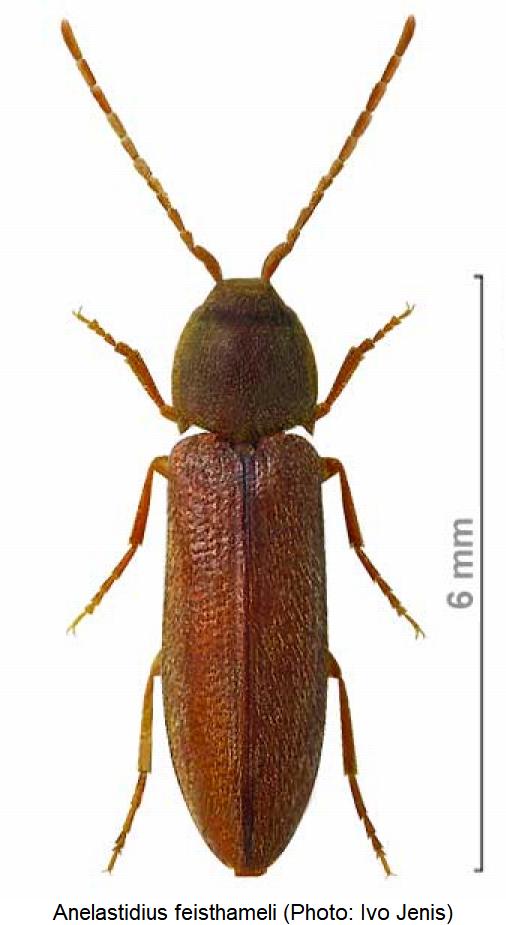 anelastidius_feisthameli_hab.jpg
