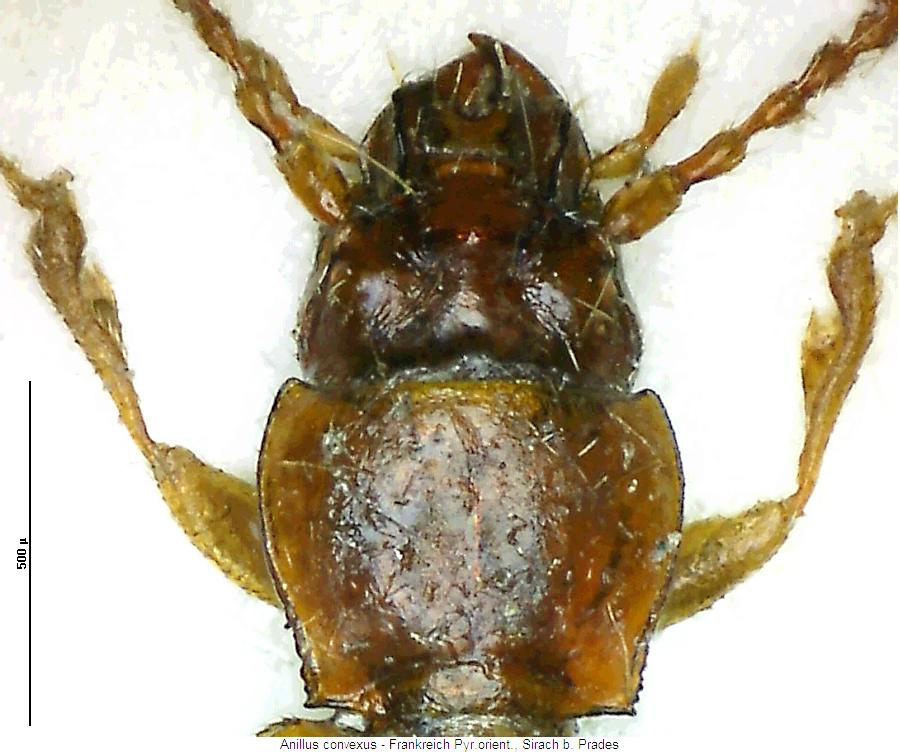 anillus_convexus_vk.jpg