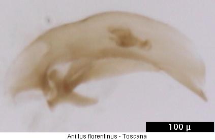 anillus_florentinus.jpg