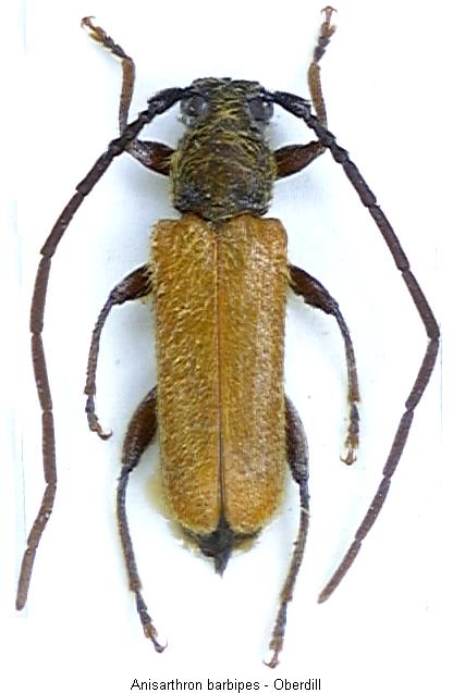 anisarthron_barbipes_hab.jpg