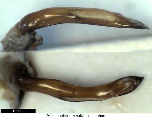 anisodactylus_binotatus.jpg