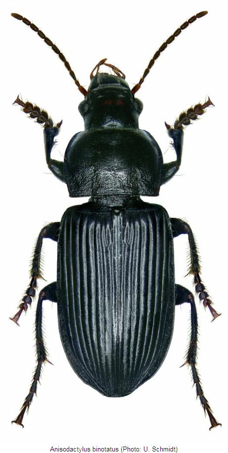 anisodactylus_binotatus_hab.jpg