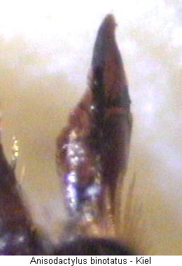 anisodactylus_binotatus_vschn.jpg