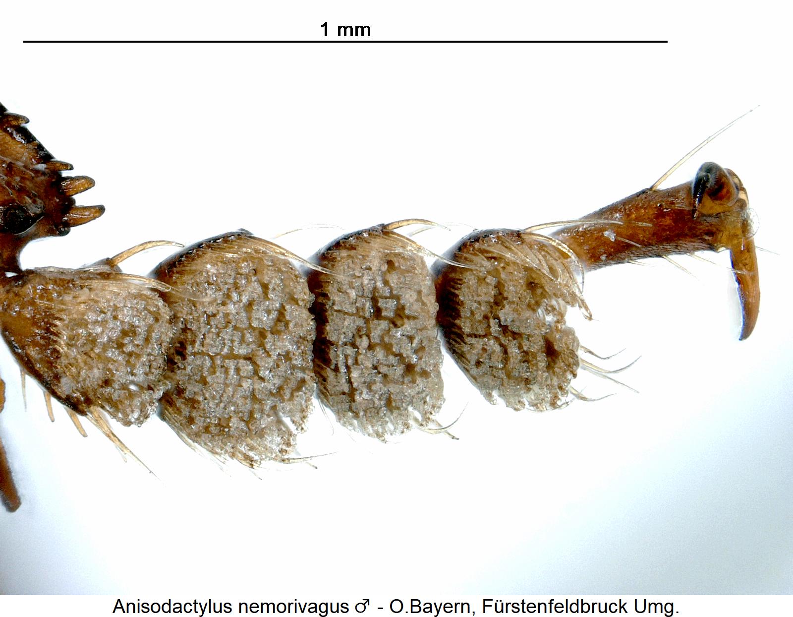 anisodactylus_nemorivagus_vtr.jpg