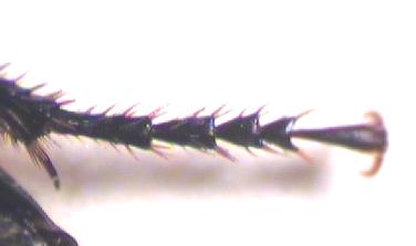 anisodactylus_tr.jpg