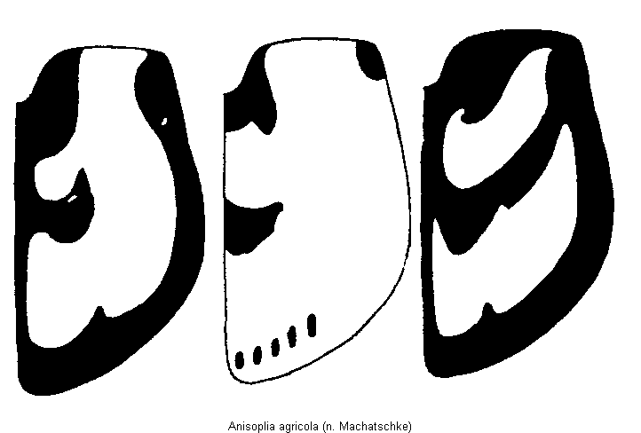 anisoplia_agricola_fld.gif