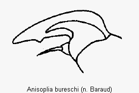 anisoplia_bureschi_vtr.gif