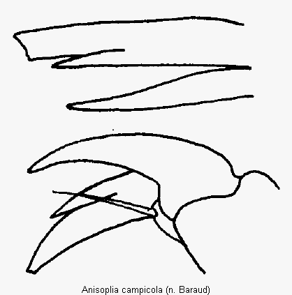 anisoplia_campicola_vtr.gif