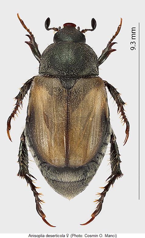 anisoplia_deserticola_w_hab.jpg