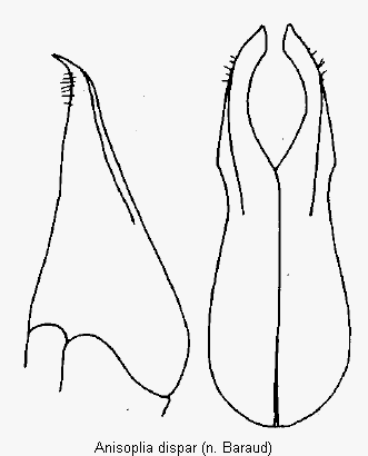 anisoplia_dispar_pm.gif