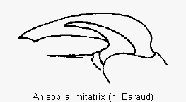 anisoplia_imitatrix_vtr.gif