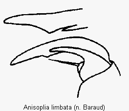 anisoplia_limbata_vtr.gif