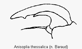 anisoplia_thessalica_vtr.gif