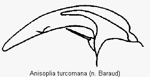anisoplia_turcomana_vtr.gif
