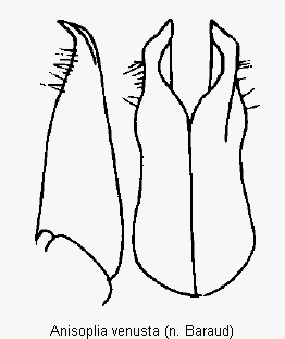 anisoplia_venusta_pm.gif