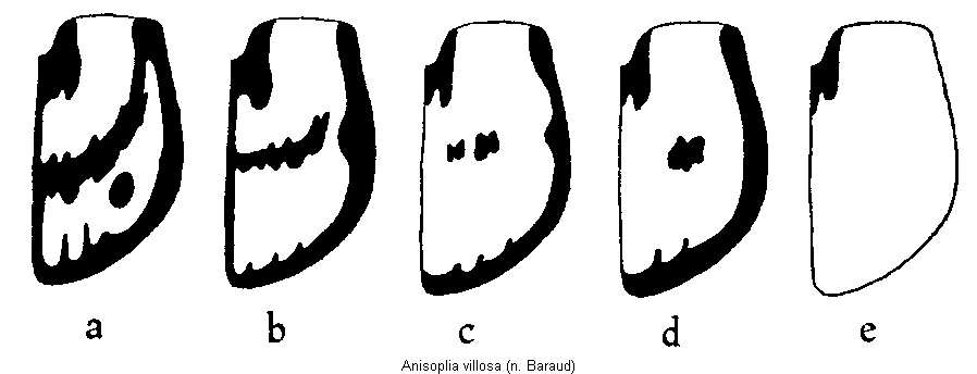 anisoplia_villosa_fld.gif