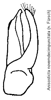 anisosticta_novemdecimpunctata.gif