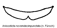 anisosticta_novemdecimpunctata_sternit.gif